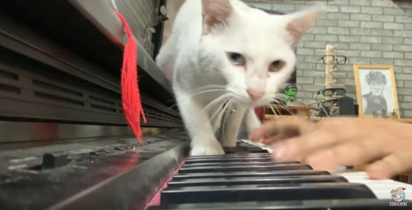 鍵盤上を歩く猫