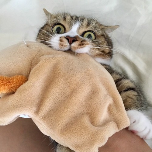 毛布を噛んでいる猫