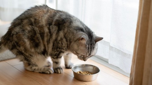 ご飯を前にしている猫