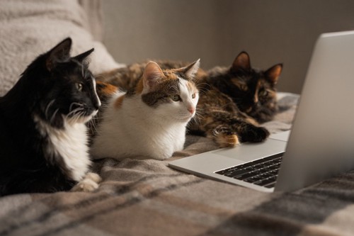 パソコンを見る3匹の猫
