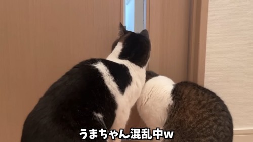 並ぶ2匹の猫の後ろ姿