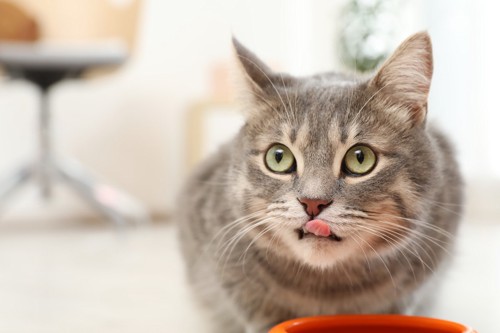 餌を食べながら顔を上げて舌を出す猫