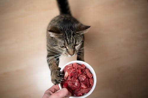 ご飯をねだる猫