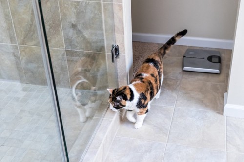 浴室を覗く猫