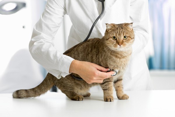 医療現場と猫