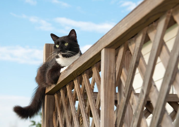 フェンスに伏せる猫