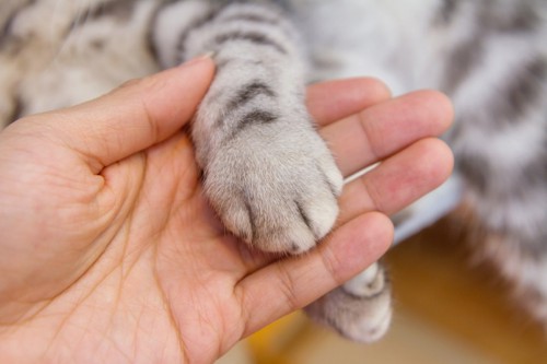 猫の手をとる人