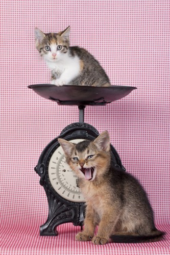 体重計に乗る子猫