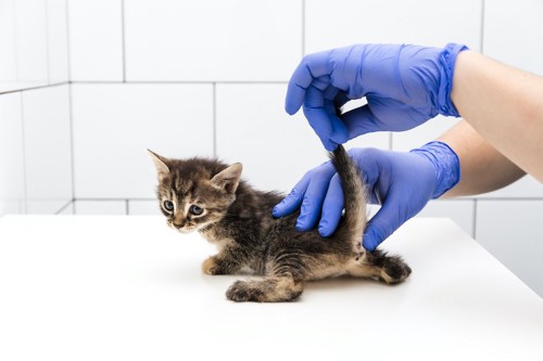 病院でお尻を診察されている子猫
