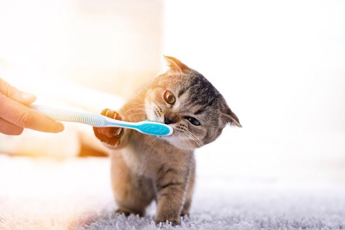 歯ブラシに手をかける子猫