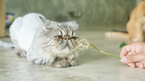 草の根っこを嗅ぐ猫