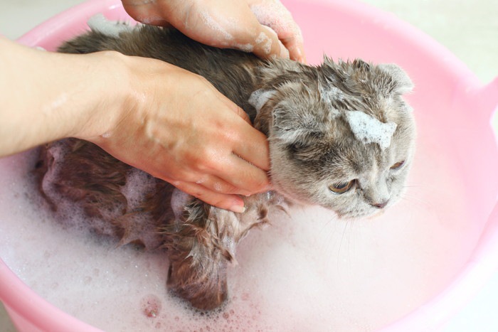 ピンク桶で洗われる猫