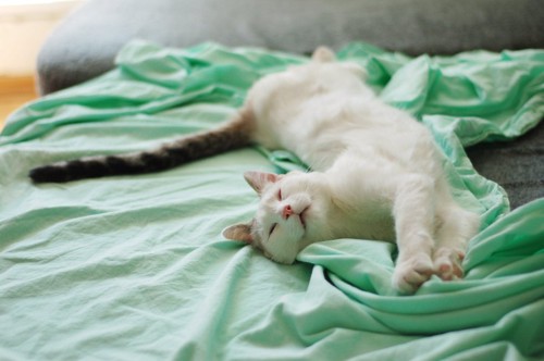 ベッドの上で伸びてくつろぐ猫