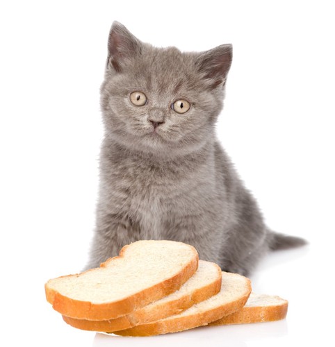 子猫と食パン