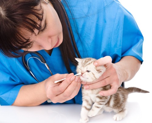 獣医師に鼻を診察されている子猫