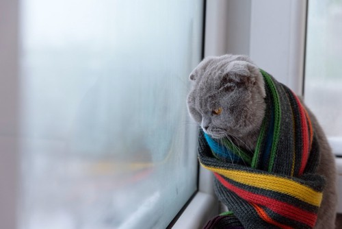 寒そうに窓から覗く猫