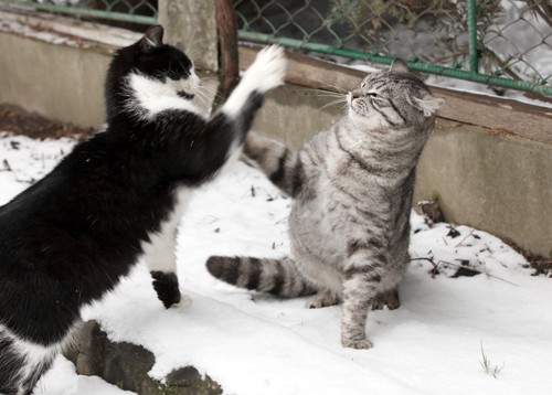 雪の上で猫パンチし合う白黒猫とサバトラ