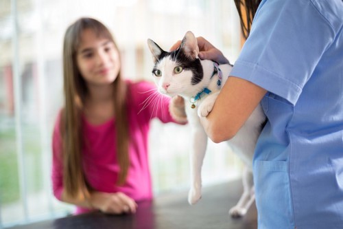 動物病院で受診する猫