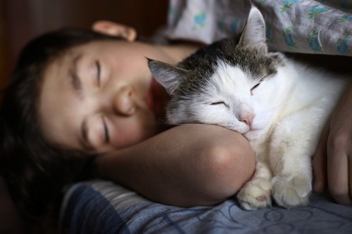少年と一緒に寝る猫