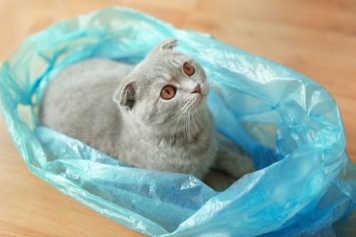 袋に入る猫