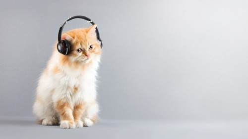音楽を聞いている猫