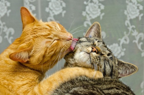 お互いを舐め合う猫