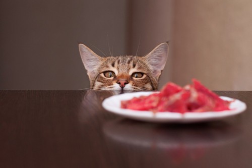 肉を眺める猫