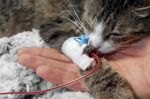 猫の輸血