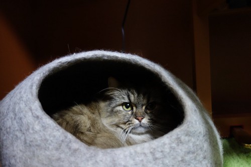 猫用ベットの中に隠れる猫