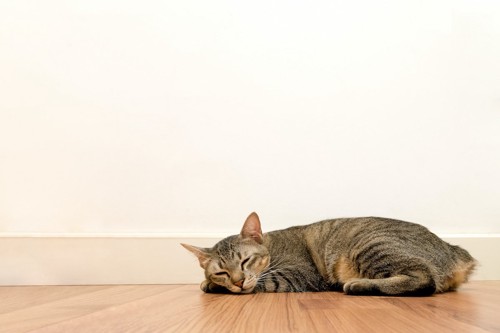床で寝る猫