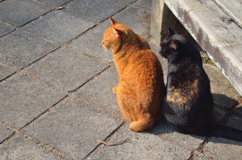 寄り添って座る飼いやすいオスとメスの猫