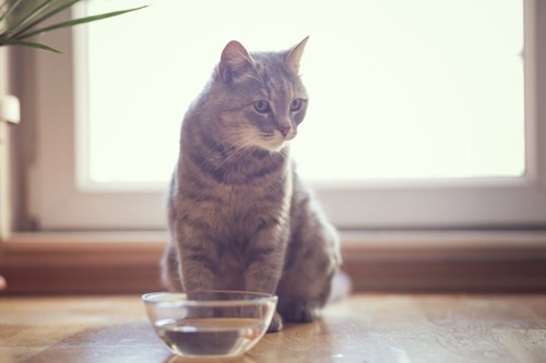 水の入った器と猫