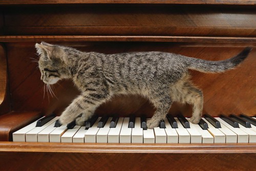 ピアノの鍵盤の上を歩く子猫