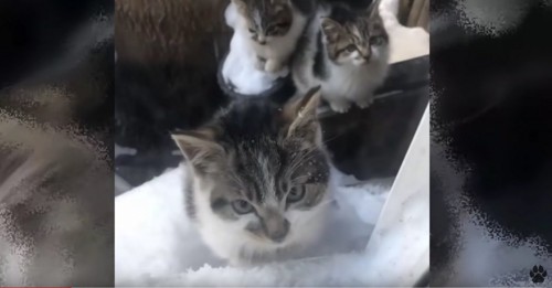 雪の屋外に3匹の猫