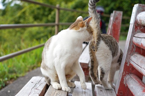 ベンチの上で他の猫のお尻のにおいを嗅ぐ猫
