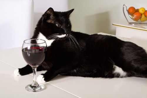 ワイン瓶を抱えて寝る猫