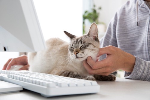PCで仕事中の邪魔をする猫