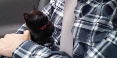 車中で抱っこされる子猫