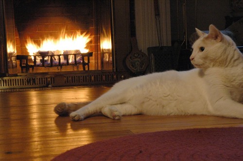暖炉の前で寝ている猫