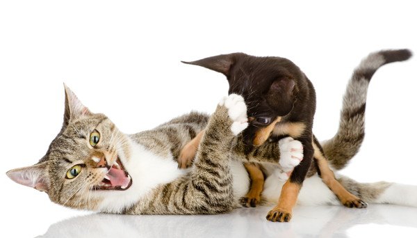 犬と喧嘩をする猫