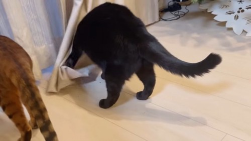 カーテンを前足でかく猫