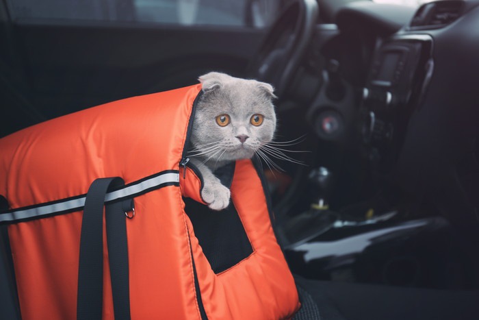 車の中のキャリーバッグと猫