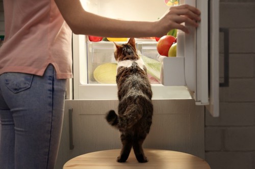 キャベツの入っている冷蔵庫を覗く猫