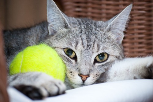 テニスボールを抱きしめて見つめてくる猫