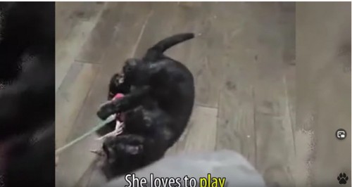 おもちゃで遊ぶ黒猫