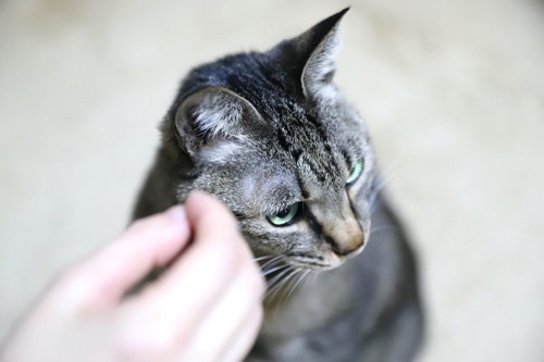 差し出された飼い主の手から顔を背ける猫