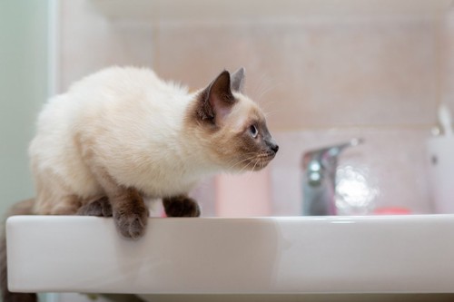 洗面台の淵にいる猫