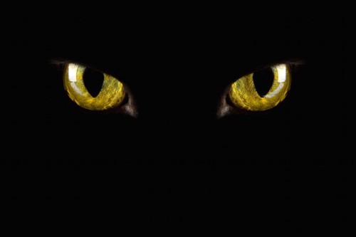 暗闇の中で光る猫の目