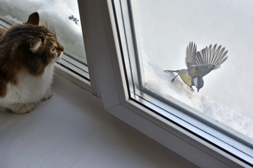 窓から鳥を見る猫