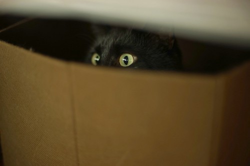 箱の中に隠れる黒猫